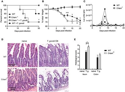 CRTAM Protects Against Intestinal Dysbiosis During Pathogenic Parasitic Infection by Enabling Th17 Maturation